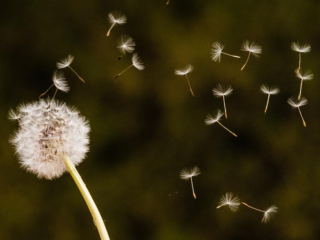 person holding white dandelion flower